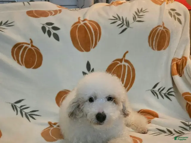 Toy Poodle dogs for sale: Teddy - Ad 2