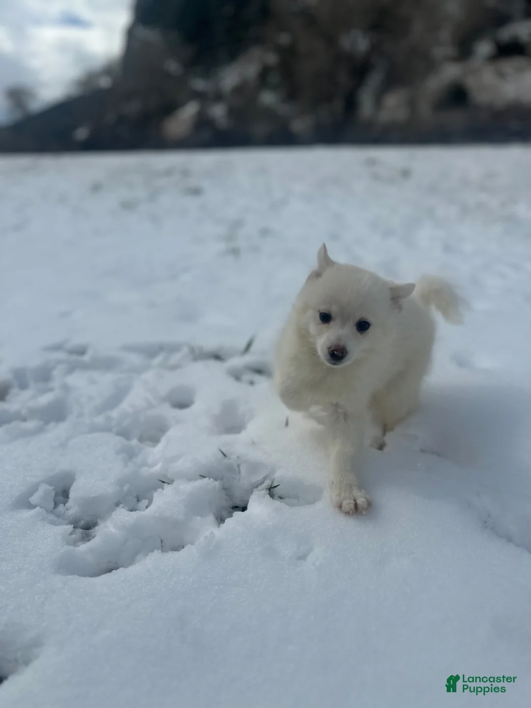 Pomsky dogs for sale: Pomsky Puppy 1 - Ad 1