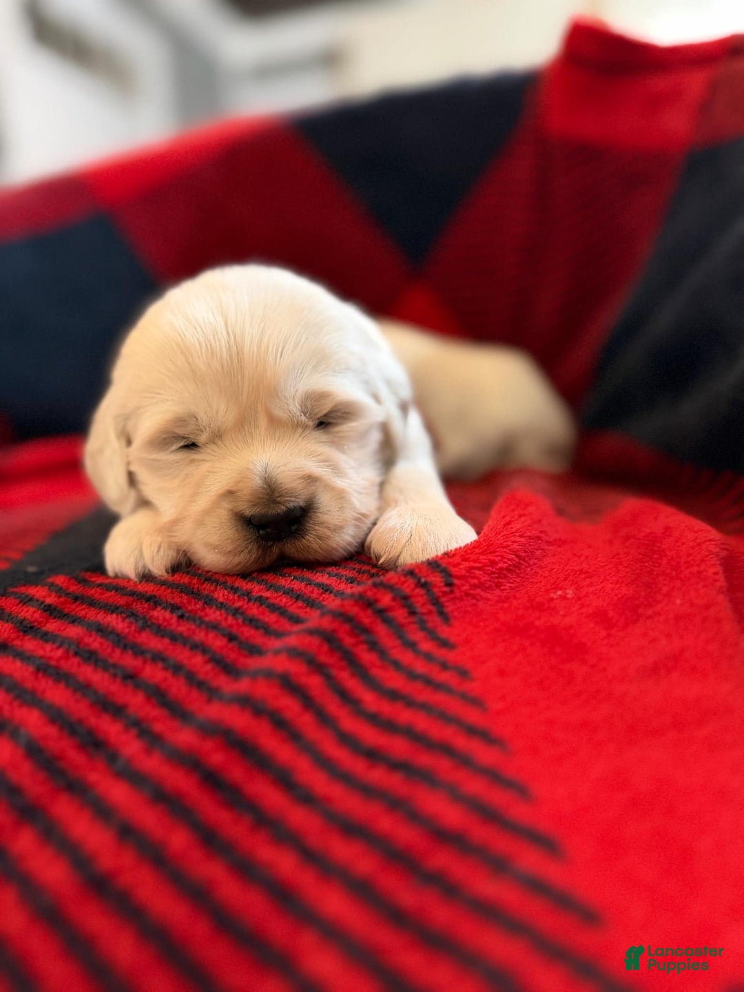 Golden Retriever dogs for sale: Staci - Ad 1