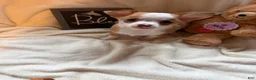 Chihuahua dogs for sale: Bubbles  - Ad 1