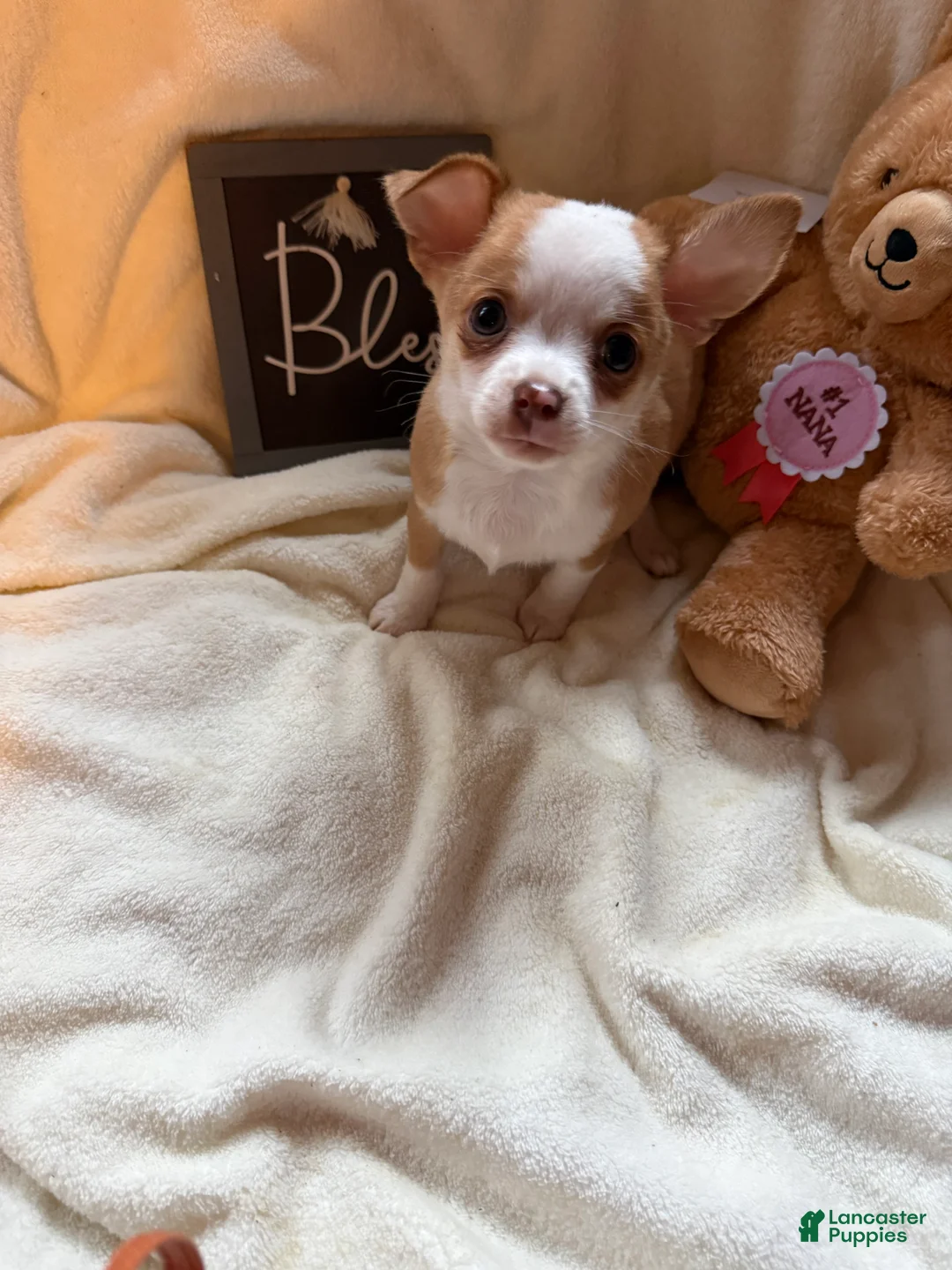 Chihuahua dogs for sale: Bubbles  - Ad 1
