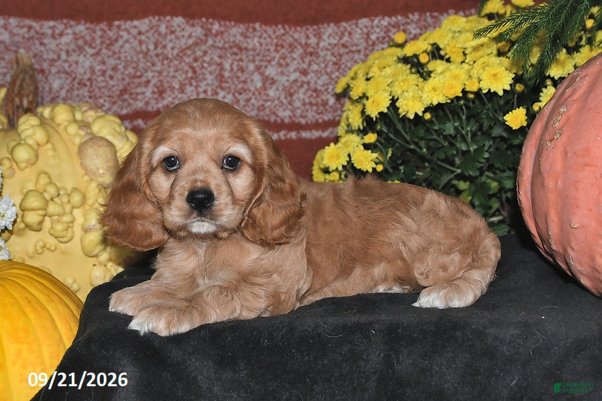 Cocker Spaniel dogs Maci - Ad 2