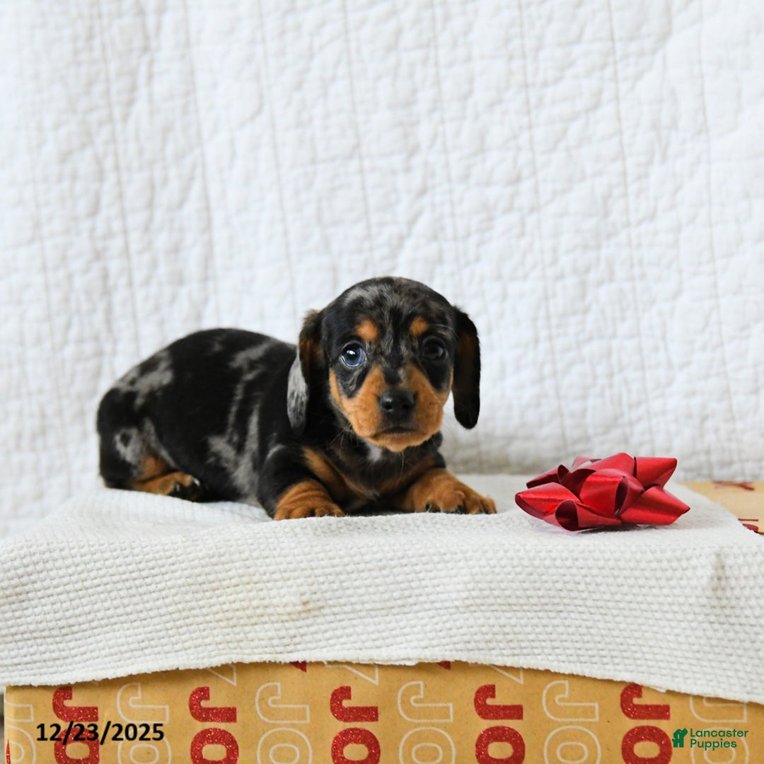 Miniature Dachshund dogs for sale: Spotty - Ad 2
