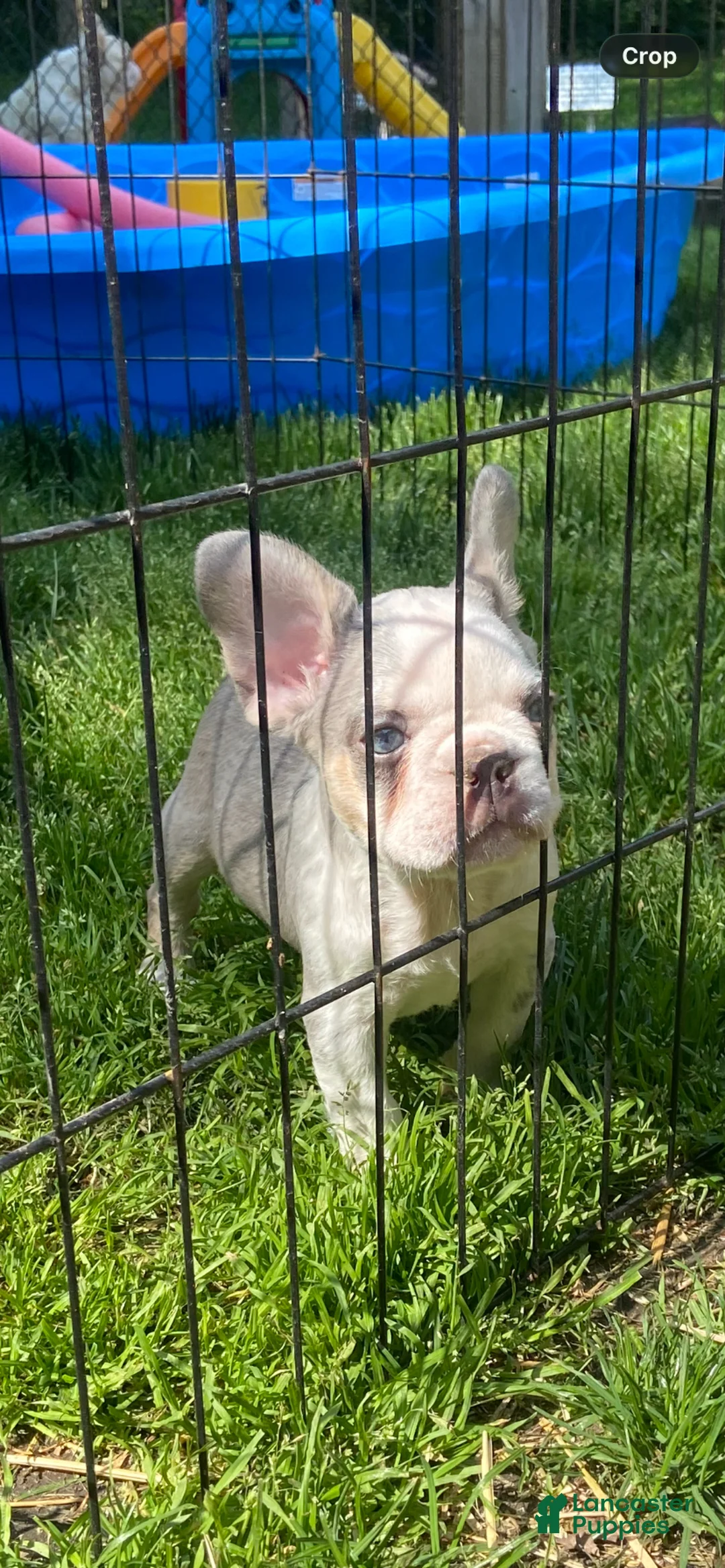 French Bulldog dogs for sale: French Bulldog Puppy 1 - Ad 1
