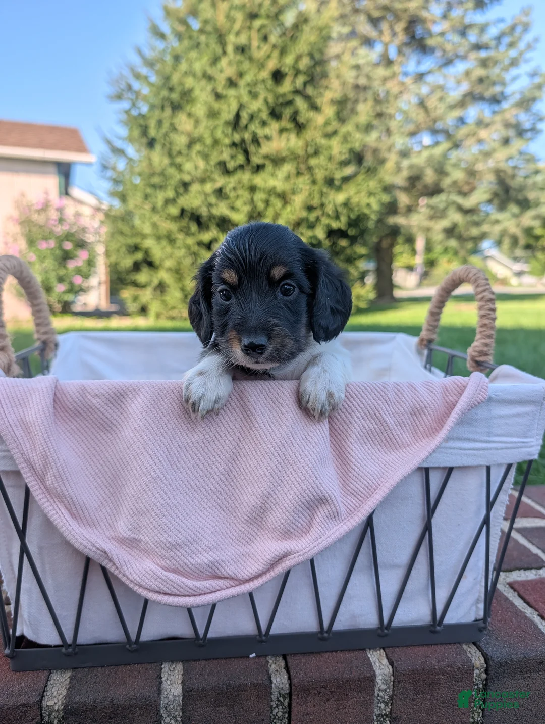 Miniature Dachshund dogs for sale: Maggie - Ad 1