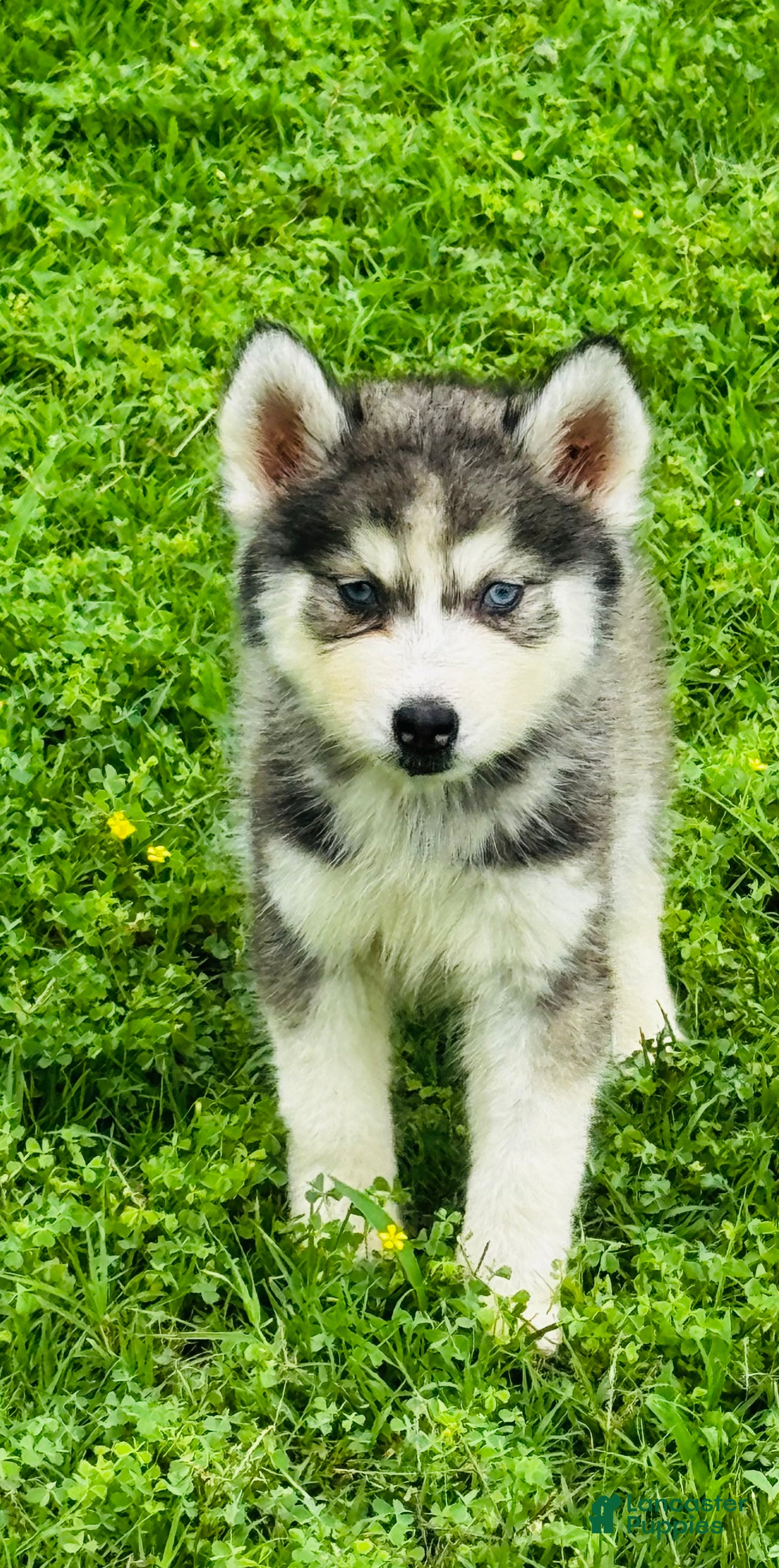 Siberian Husky dogs for sale: Lotus - Ad 4