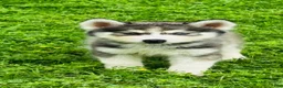Siberian Husky dogs for sale: Lotus - Ad 9