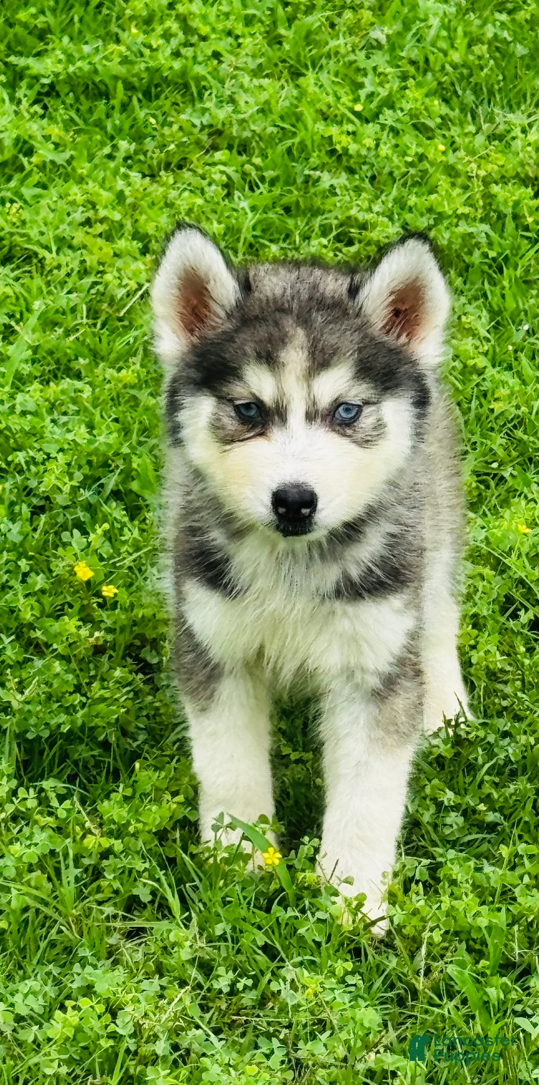 Siberian Husky dogs for sale: Lotus - Ad 1
