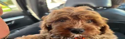 Cavapoo dogs for sale: Cavapoo 1 - Ad 4
