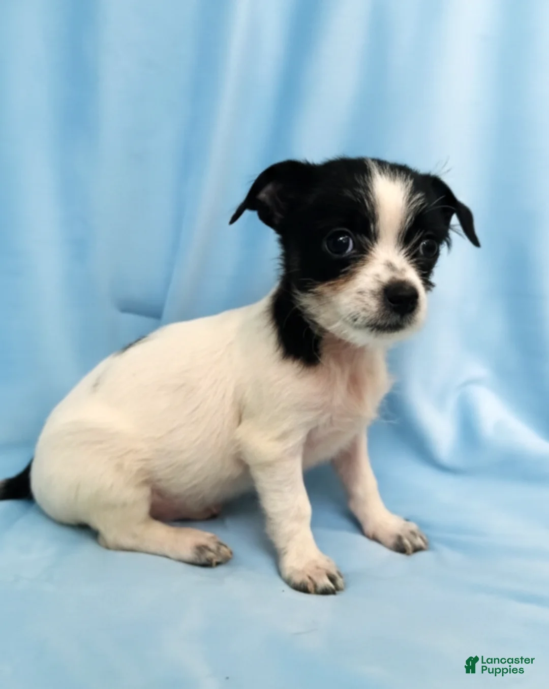 Mixed Breed dogs for sale: Billy - Ad 3