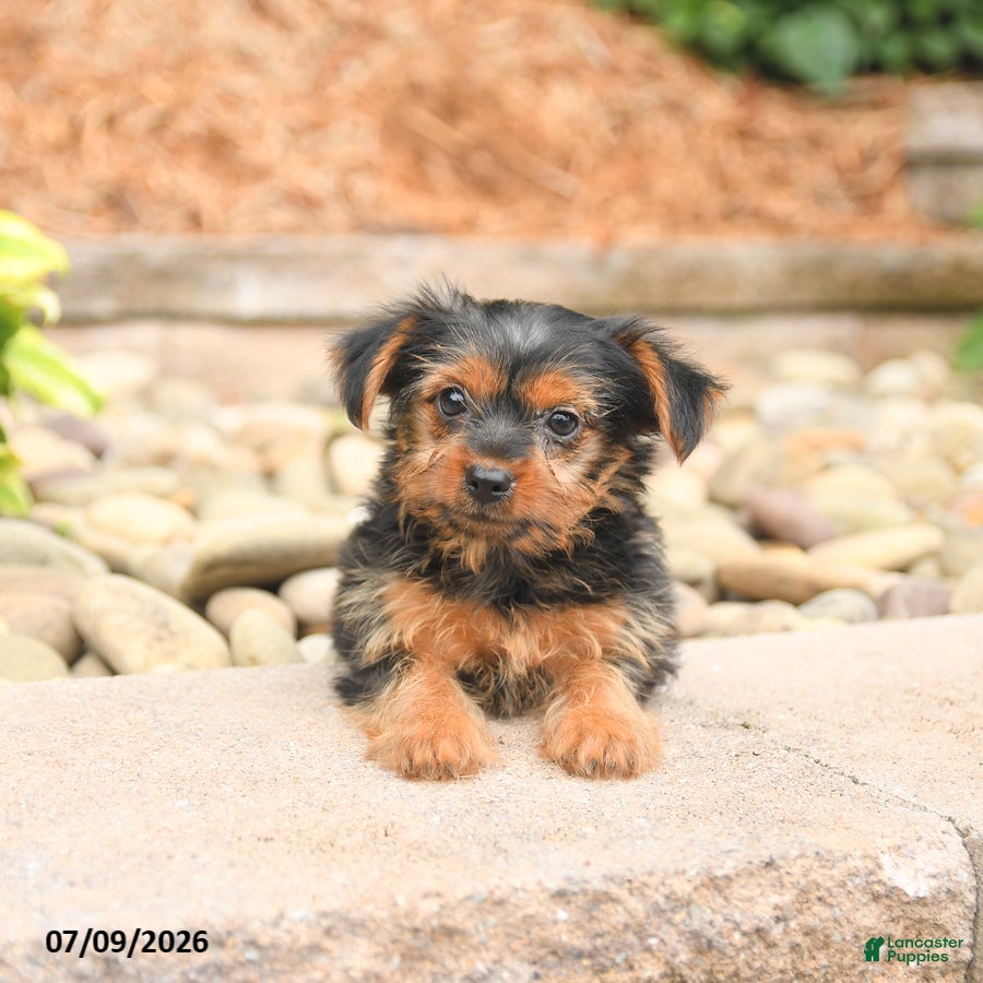 Yorkshire Terrier dogs Pluto - Ad 2