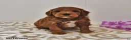 Mini Goldendoodle dogs for sale: River - Ad 7