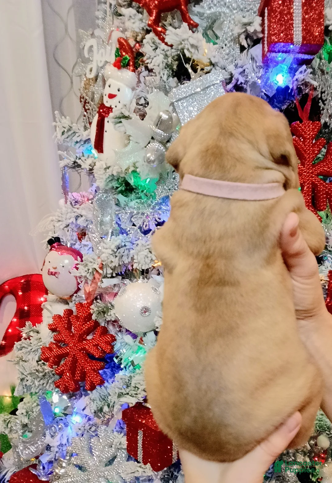 Olde English Bulldogge dogs for sale: Olde English Bulldogge Puppy 7 - Ad 4