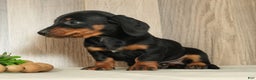 Miniature Dachshund dogs for sale: Chloe - Ad 7