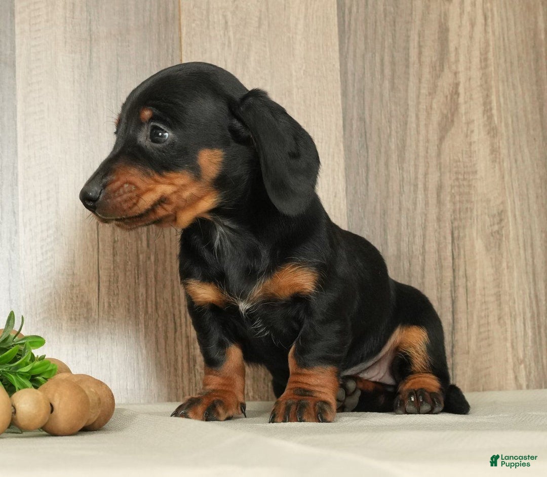 Miniature Dachshund dogs for sale: Chloe - Ad 7