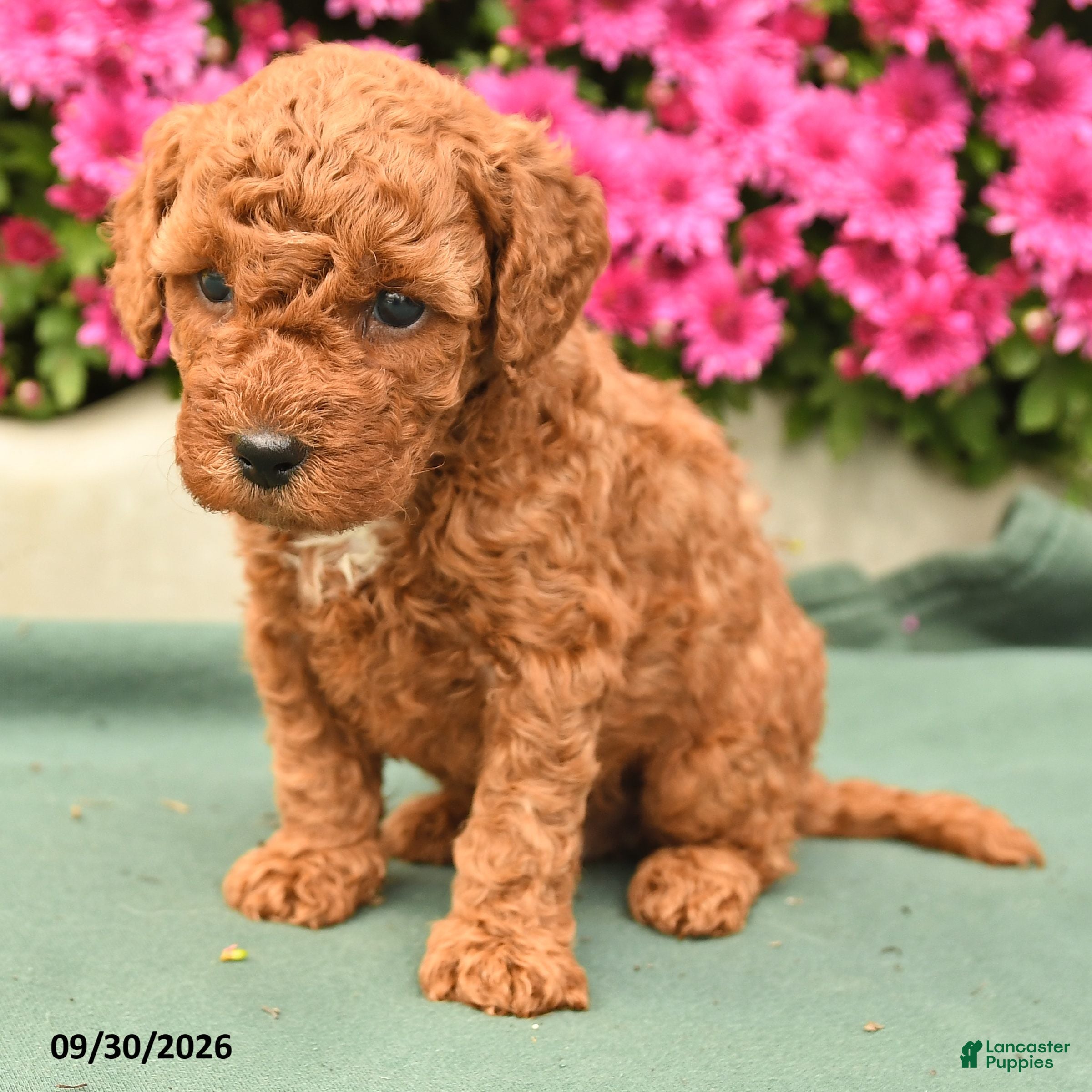 Toy Poodle dogs Teddy - Ad 2