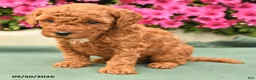 Toy Poodle dogs for sale: Teddy - Ad 2