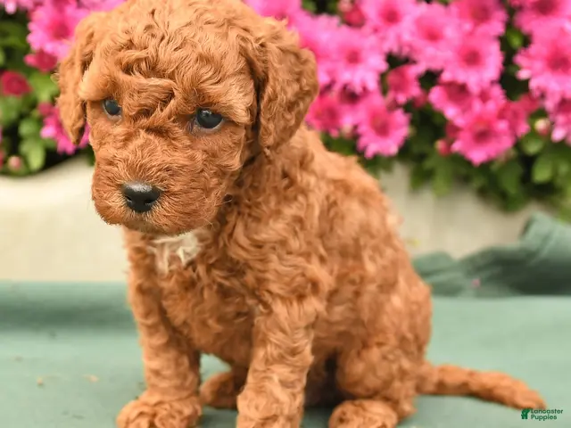Toy Poodle dogs for sale: Teddy - Ad 2