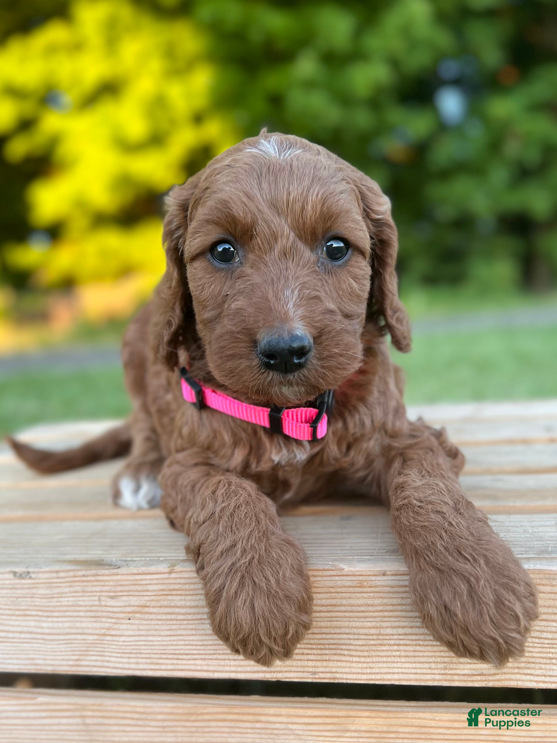 Irish Doodle dogs Oakley - Ad 1