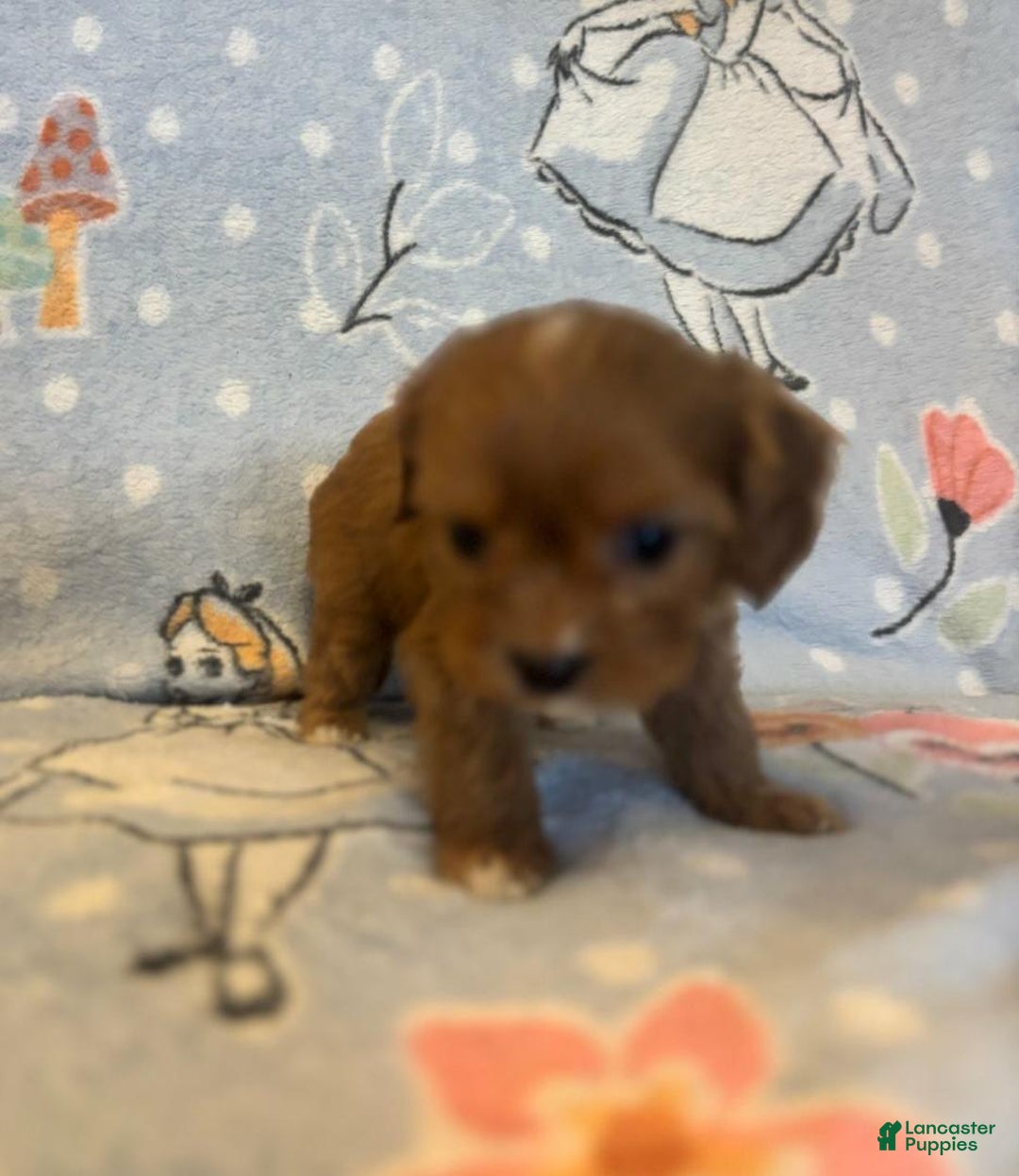 Cavapoo dogs for sale: Bill - Ad 18