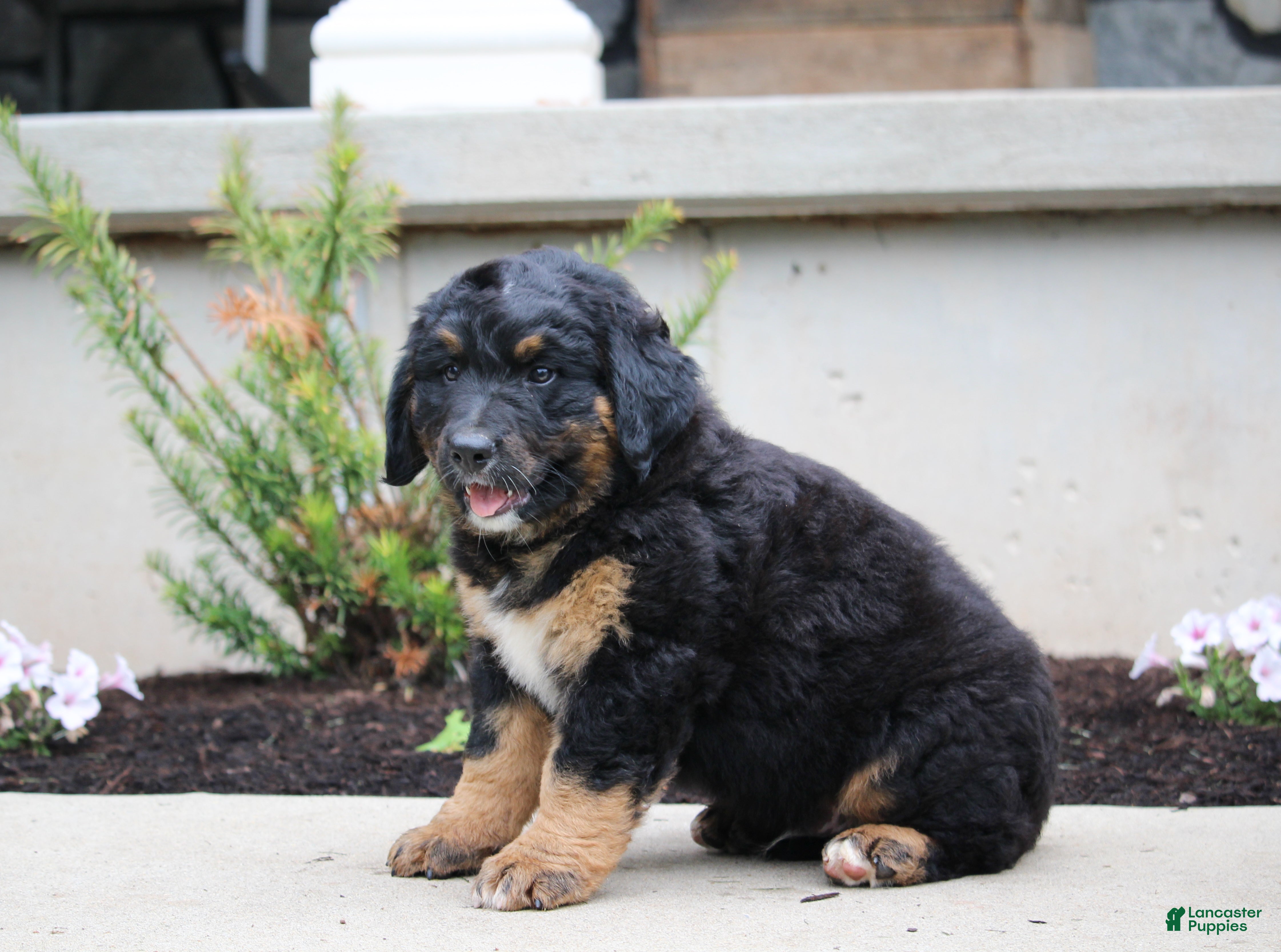 Mixed Breed dogs Charlie - Ad 2