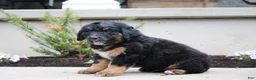 Mixed Breed dogs for sale: Charlie - Ad 2