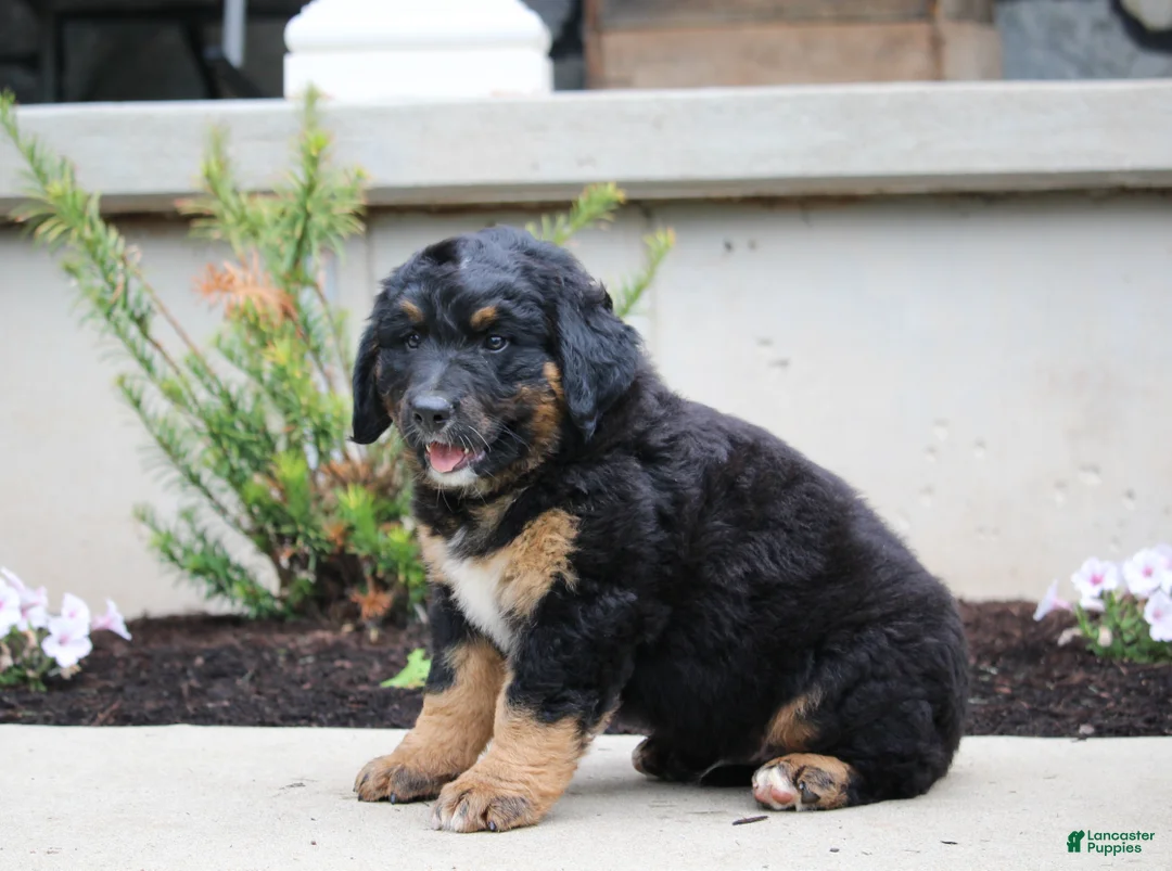 Mixed Breed dogs for sale: Charlie - Ad 2