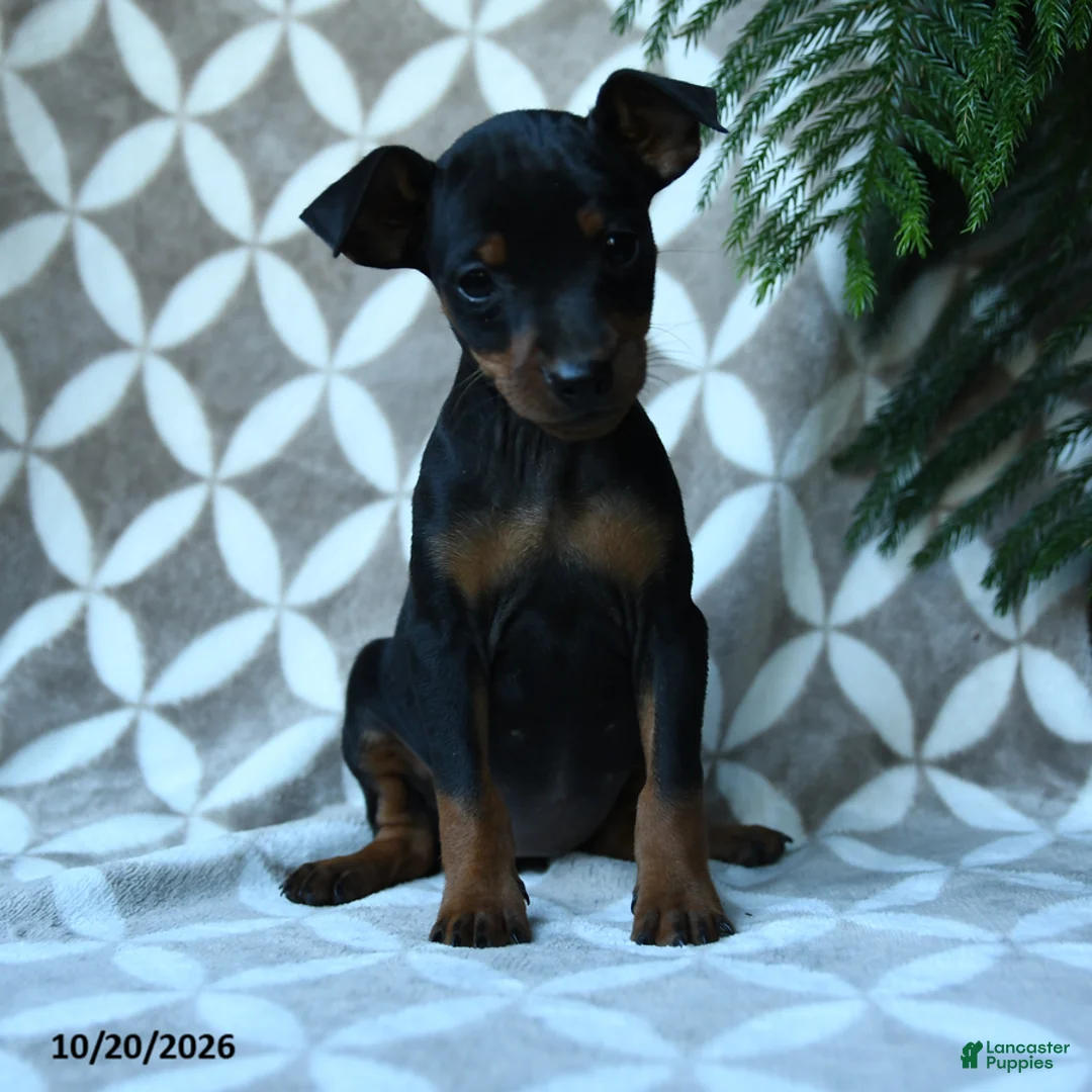 Miniature Pinscher dogs for sale: Shirley - Ad 1