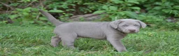 Labrador Retriever dogs for sale: Thunder - Ad 15
