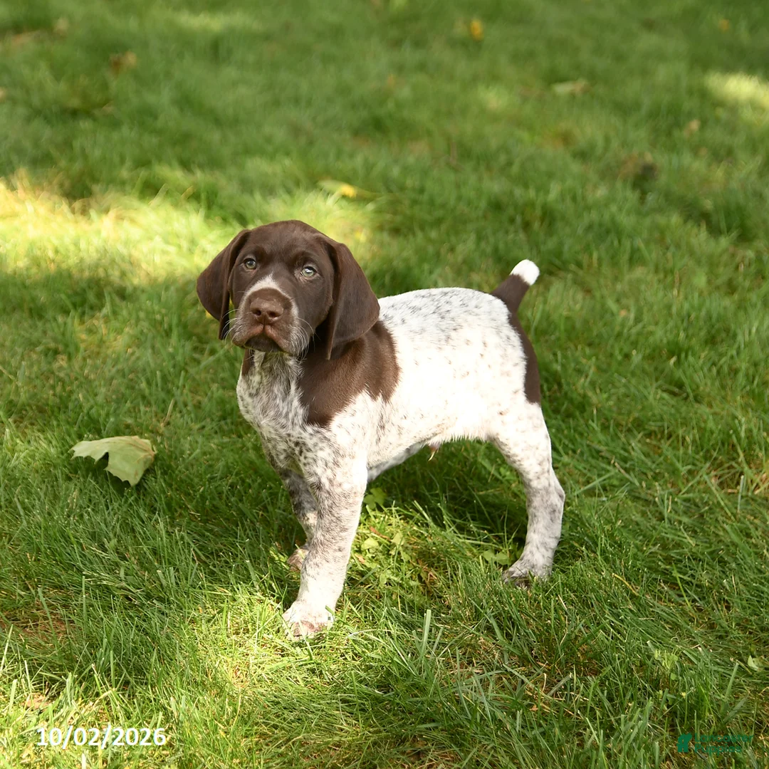 German Shorthaired Pointer dogs for sale: Scout - Ad 3