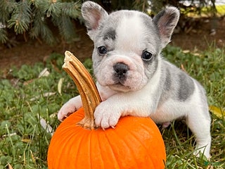 French Bulldog dogs Kingston - Ad 26