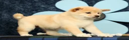 Shiba Inu dogs for sale: Katie - Ad 7