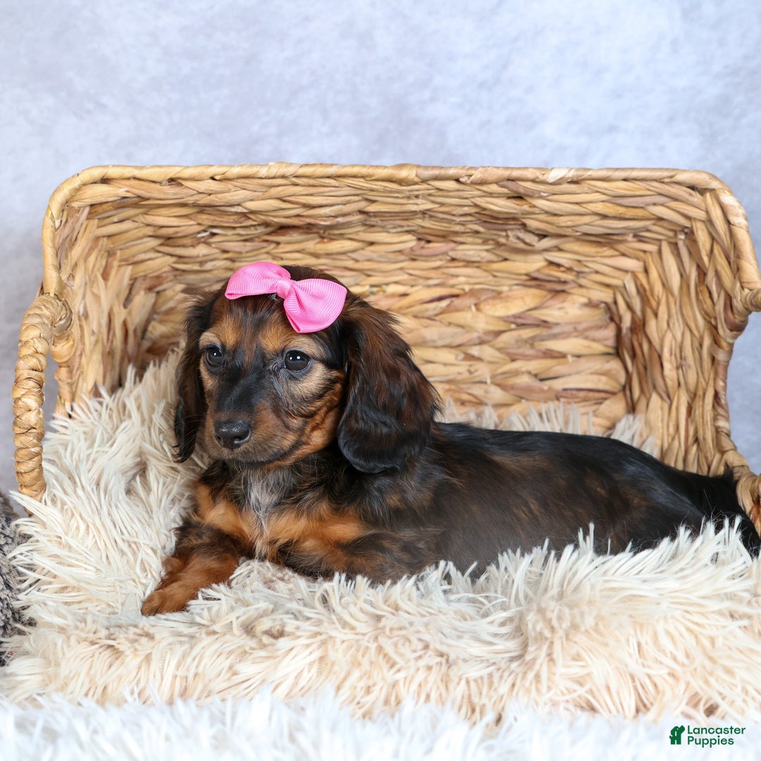 Miniature Dachshund dogs for sale: Fiona - Ad 5