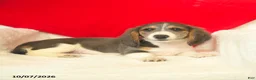 Dachshund dogs for sale: Misty  - Ad 5