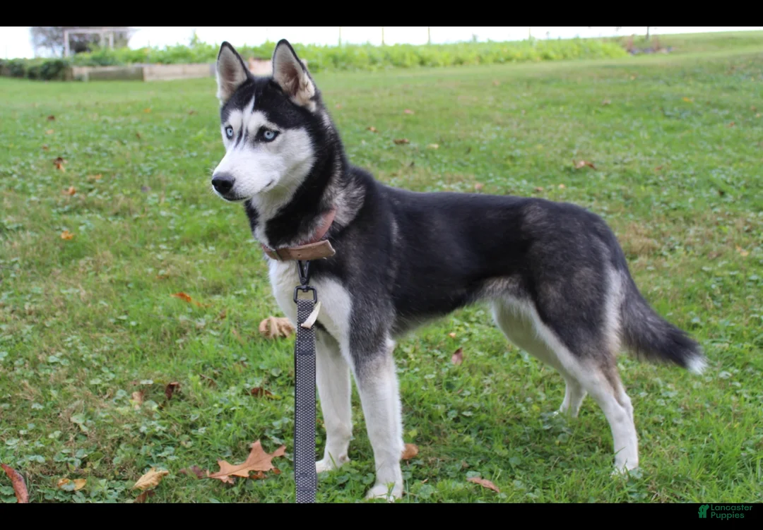 Siberian Husky dogs for sale: River - Ad 8