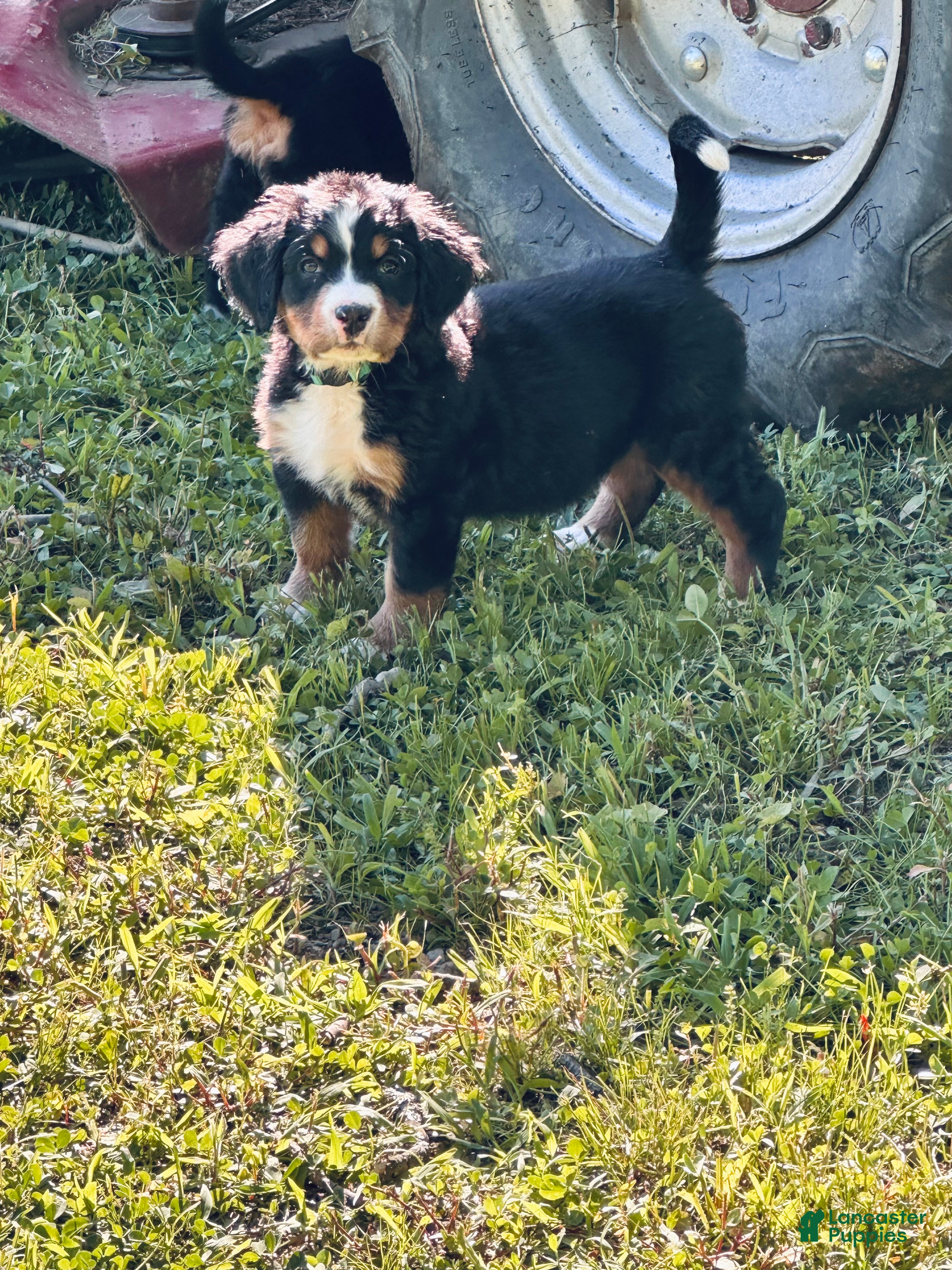 Bernese Mountain Dog dogs Berner bunch - Ad 1