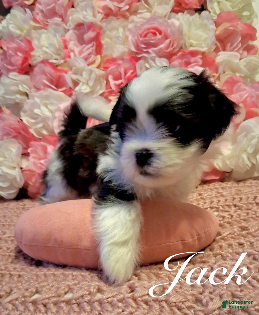Shih Tzu dogs for sale: Jack - Ad 4