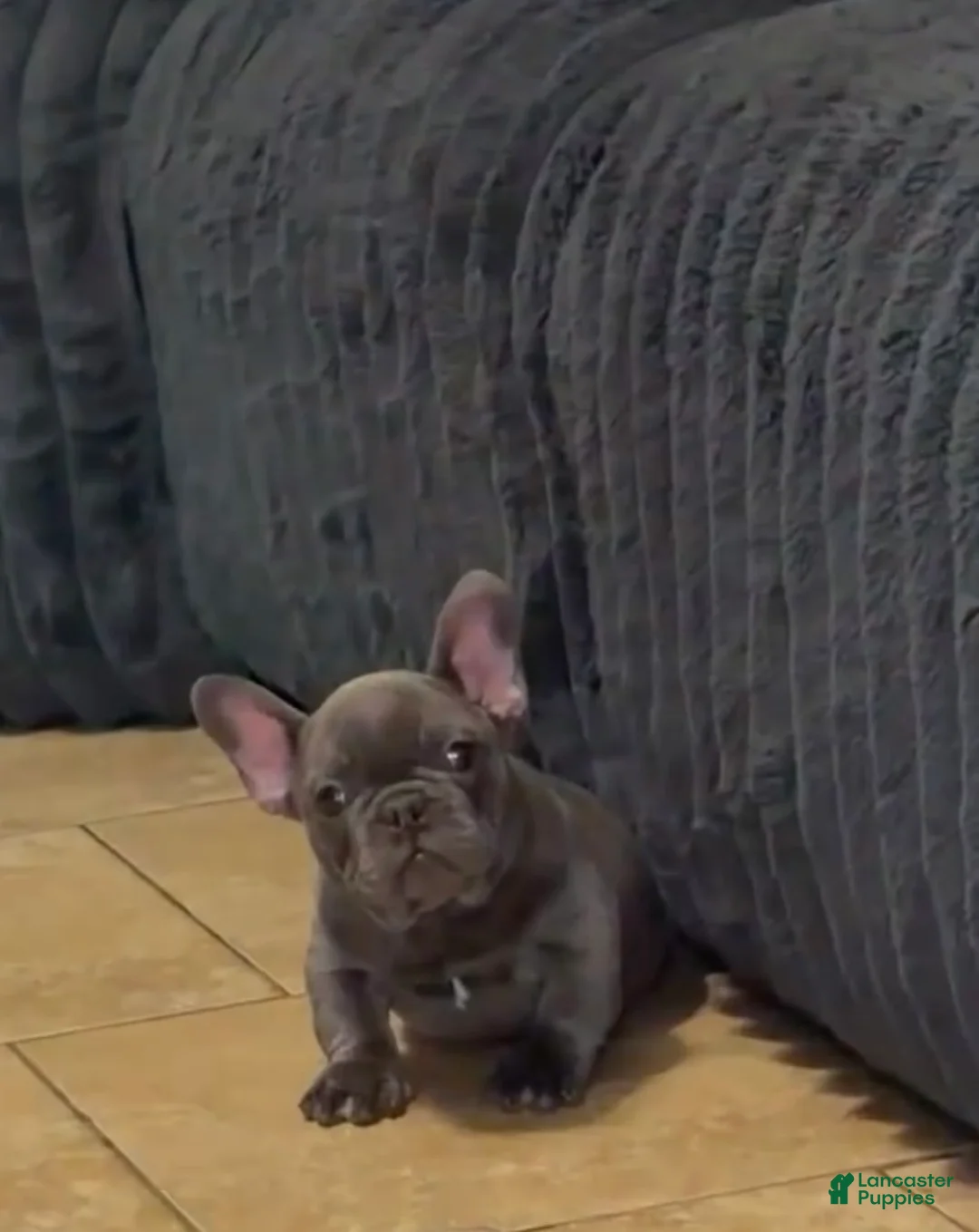 French Bulldog dogs for sale: Zeus - Ad 2