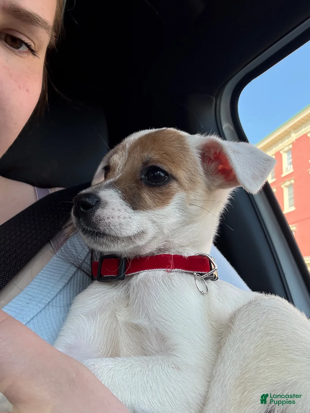Jack Chi dogs for sale: Baker - Ad 7