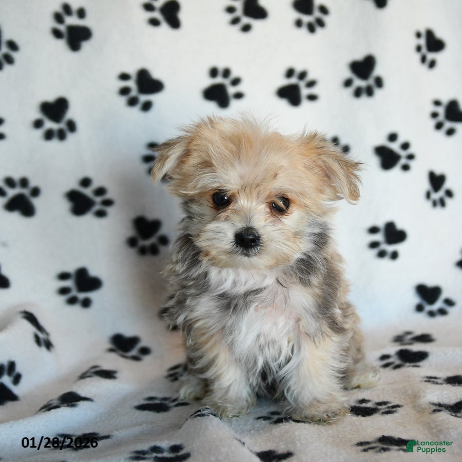 Morkie dogs Nemo - Ad 6