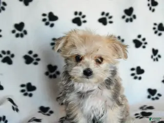 Morkie dogs Nemo - Ad 6