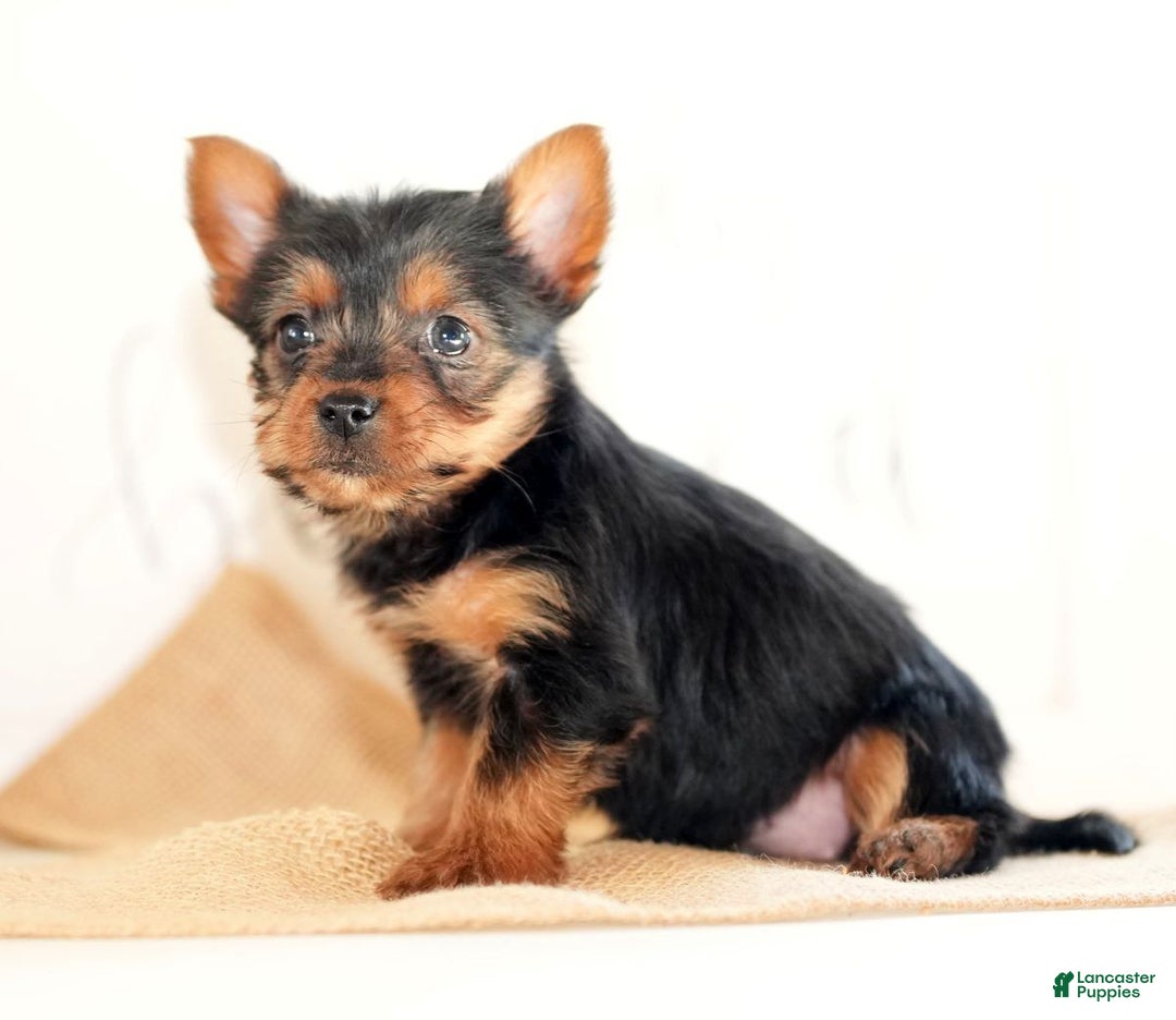 Morkie dogs for sale: Poppy - Ad 7