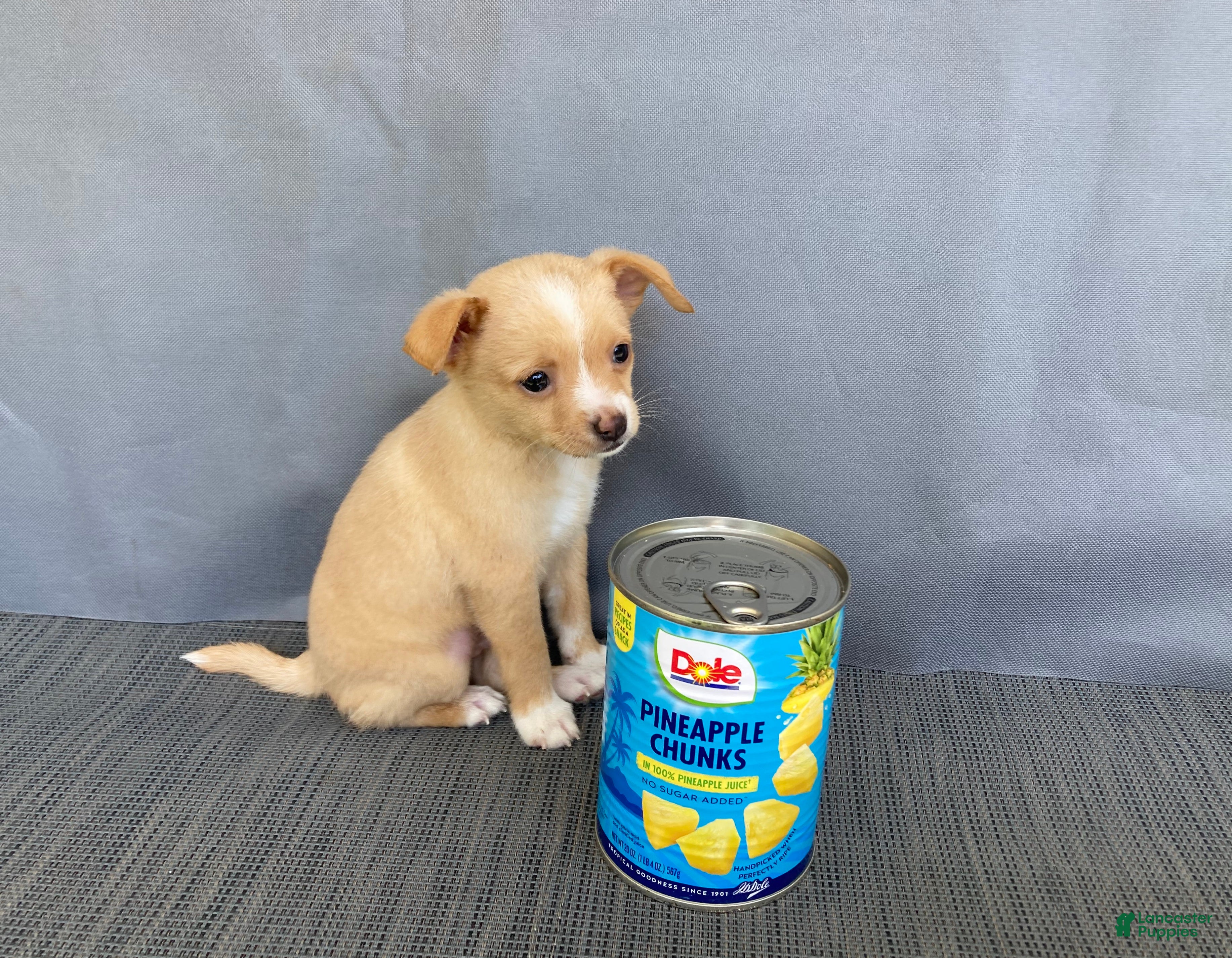 Chihuahua dogs Rudy - Ad 2