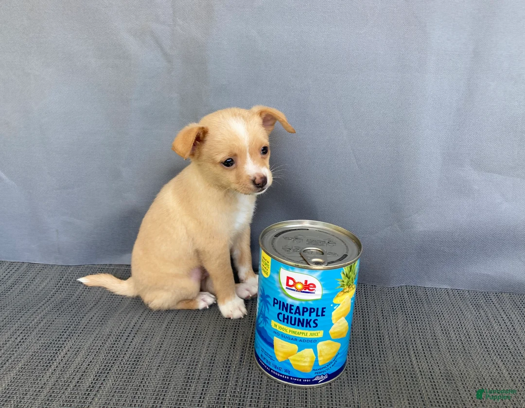 Chihuahua dogs for sale: Rudy - Ad 2