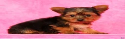 Yorkshire Terrier dogs for sale: Buddy - Ad 8