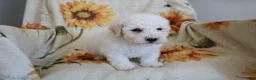 Bichon Frise dogs for sale: Barney  - Ad 3