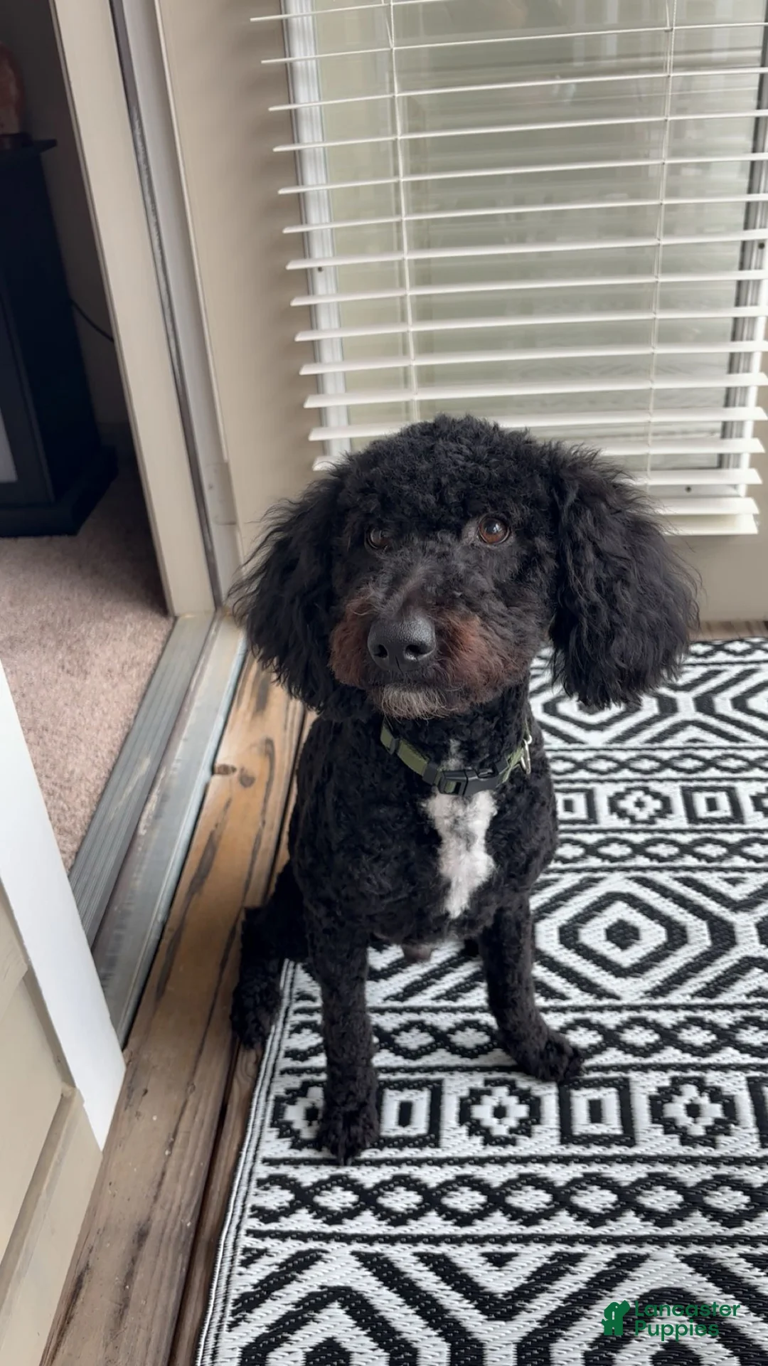 Mini Goldendoodle dogs for sale: Mini Goldendoodle Puppy 1 - Ad 7