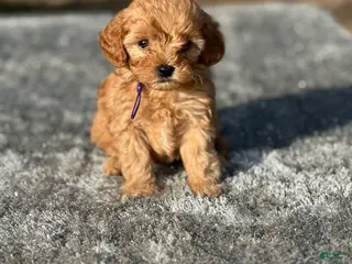 Cavapoo dogs Royal - Ad 3