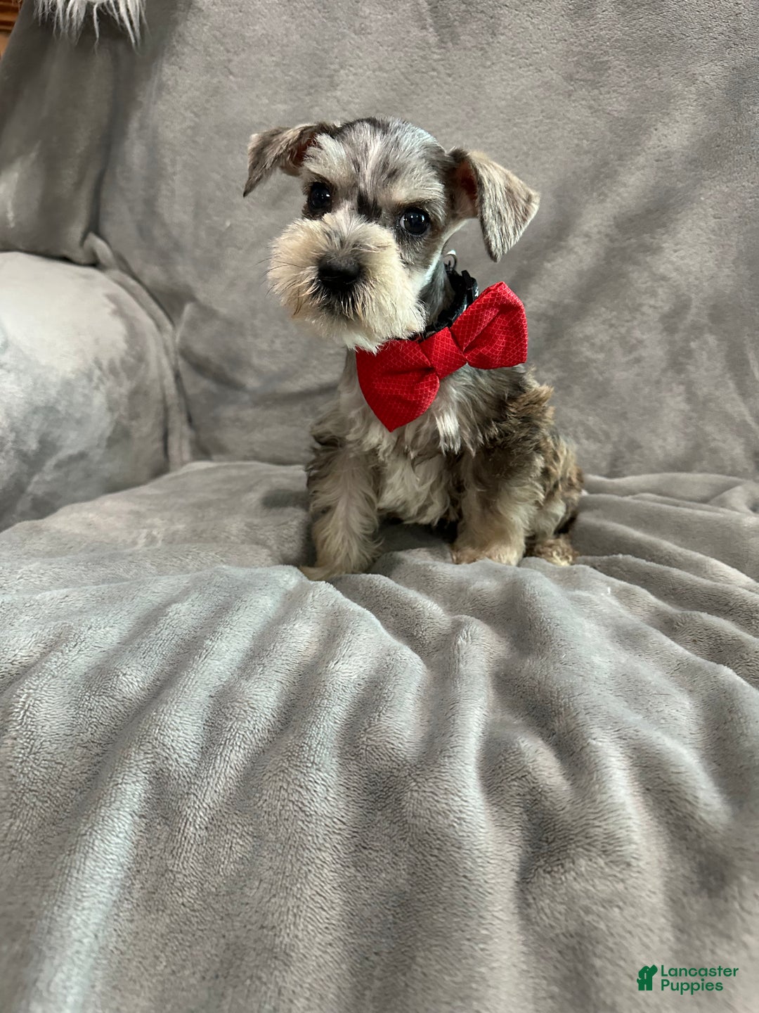 Miniature Schnauzer dogs for sale: Charlie  - Ad 1