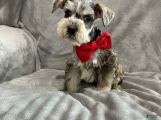 Miniature Schnauzer dogs Miniature Schnauzer Puppy 1 - Ad 1